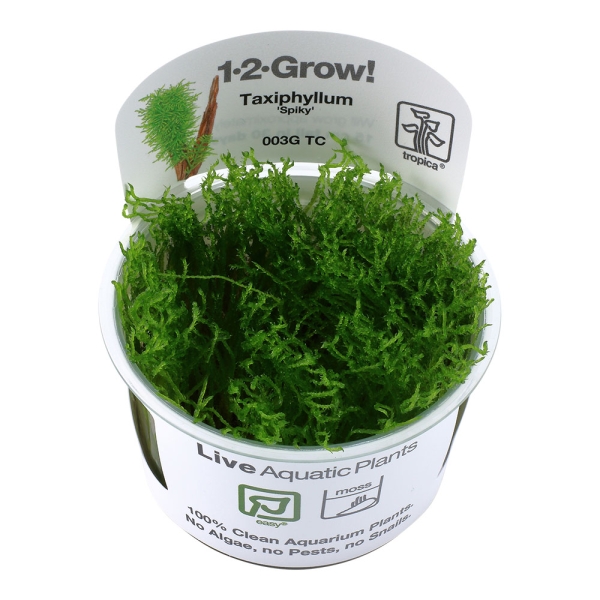 Taxiphyllum 'Spiky' - Spiky Moos 1-2-Grow!